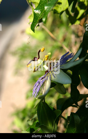 Granadilla Passionsfrucht Blume mit Biene Positano Italien Stockfoto
