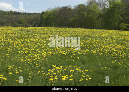 Gemeinsamen Löwenzahn Taraxacum Officinale Wiesenblumen in Weide Wiese kann Cumbria Stockfoto