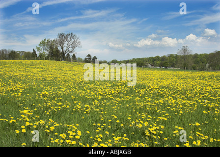 Gemeinsamen Löwenzahn Taraxacum Officinale Wiesenblumen in voller Blüte Cumbria Mai Stockfoto