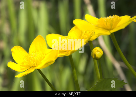Marsh Marigold Caltha Palustris Nahaufnahme von Blumen Norfolk Mai Stockfoto
