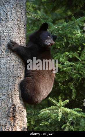 American Black Bear Cub Klettern Baumstamm Minnesota USA Stockfoto