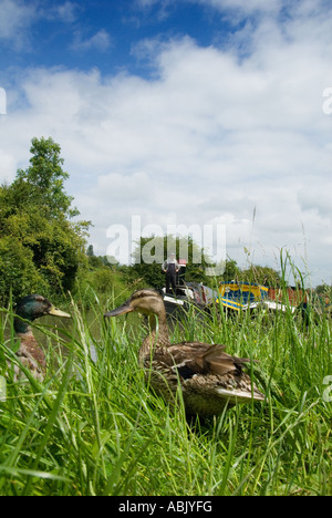 Stockente Enten am Ufer des Grand Union Canal mit Narrowboats im Hintergrund Stockfoto