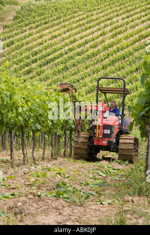 Weinanbau & Weinreihen. Fiatagri Bauernschlepper in Weinbergen in der Toskana Schneiden und kultivieren San Quirico d' Orcia Italien, Europa Stockfoto