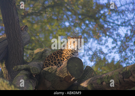 Amur-Leopard (Panthera Pardus Orientalis) Beobachtung aus Holz Barsch Stockfoto