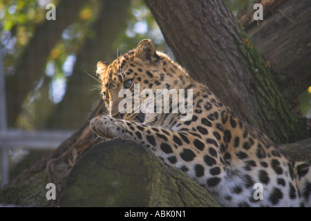 Aitkin der Amur Leopard leckt seine Pfoten Stockfoto