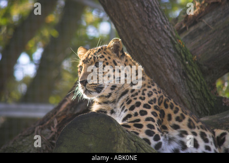 Panther oder Amur Leopard gespannt blickte von seinem Baum Stockfoto