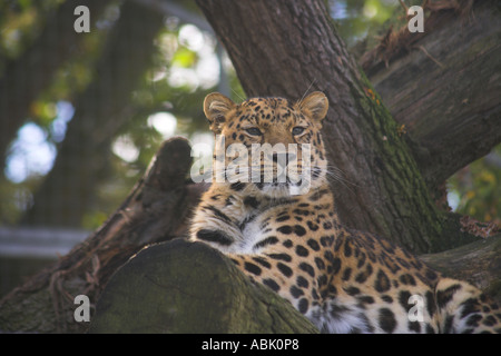 Amur-Leopard im Schatten zufrieden blickte von seinem Baum Stockfoto