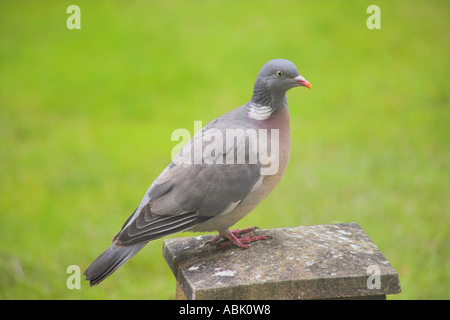 Ringeltaube beringt Taube auf konkrete Kappe Stockfoto