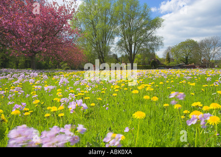 Spring Blossom und Wildblumen auf Compton grün Stockfoto