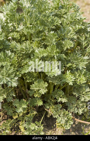 Asteracae Artemisia Absinthium oder Absinthumpflanze. Heimisch in Europa, Asien und Nordafrika. Nahaufnahme von grünem, geteiltem Laub. Stockfoto