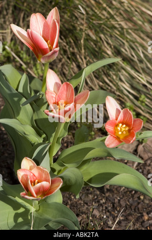 Im frühen Frühjahr blüht die Empire-Tulpe (Tulipa fosteriana) in einem Garten mit leuchtenden rosa und orangen Blüten, gelben Mittelpunkten und grünem Laub. Stockfoto