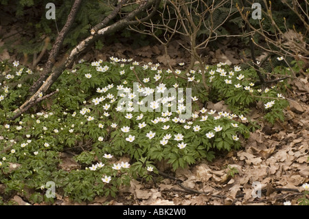 Weiße Blüten der Waldanemonen Ranunculaceae Anemone nemorosa blüht im frühen Frühjahr auf einem Waldboden mit trockenen Herbstblättern. Stockfoto