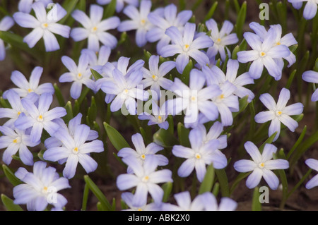 Im Frühling blühende malvenfarbene und weiße Chionodoxa siehei-Blüten, eine in der Türkei heimische Liliaceae-Art, gefangen in einem Garten. Stockfoto