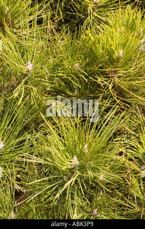 Nahaufnahme der Schweizer Bergkiefer Mugo Pinaceae Pinus Mugo Nadeln und Knospen in der Natur. Stockfoto