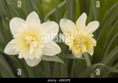 Zwei weiße FrühlingsNarzissen Amarylidaceae Narcissus Ice King Blüten in Blüte gegen grünes Laub. Stockfoto
