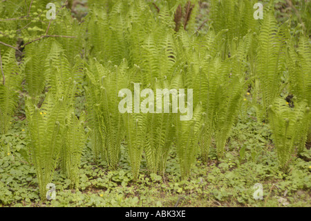 Junge grüne Farne, die im Frühjahr aus Waldboden mit Bodenbedeckung und alten getrockneten Blättern auftauchen. Stockfoto