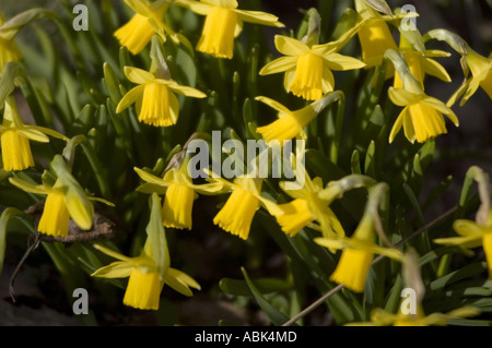 Nahaufnahme von vielen gelben Zwergnarzissen Amarylidaceae Narcissus, die in einem Frühlingsgarten mit leuchtendem grünem Laub blühen. Stockfoto