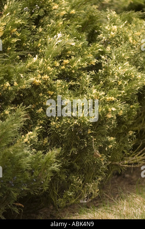 Savine Zweig Cupressaceae Juniperus Sabina Variegata Stockfoto