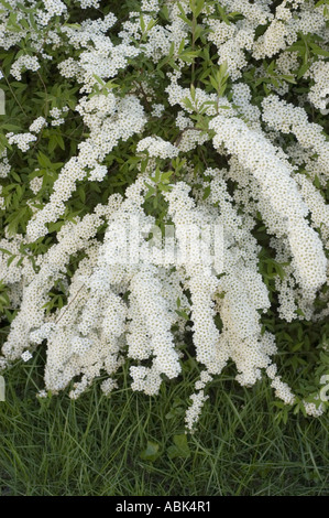 Weiße Blüten der Garland spirea (Spiraea arguta), die im Mai blühen. Dichte Gruppen von kleinen weißen Blüten auf einem Gartenstrauch. Stockfoto