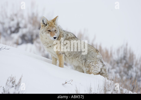 Kojote im Winter, Yellowstone-Nationalpark, Wyoming Stockfoto