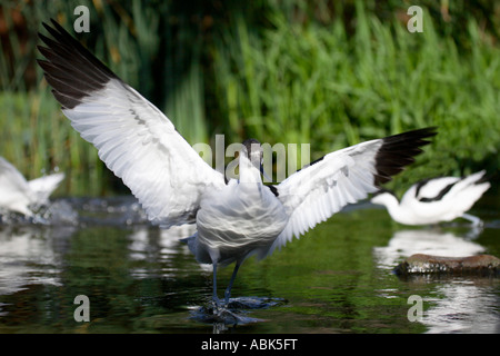 Säbelschnäbler (Recurvirostra Avosetta) Landung Stockfoto