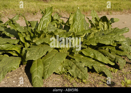 Alraune Mandragora officinarum Stockfoto