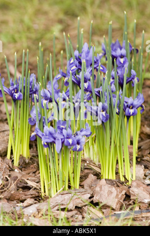 Blaue Blüten des frühen Frühlings von Iris reticulata M Bieb Irdaceae Iridodictyum reticulatum blühend in einem Garten mit Mulchhintergrund. Stockfoto
