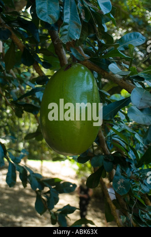 Calabash Obst (Crescentia Cujete), Lawaetz Familienmuseum, St. Croix, Amerikanische Jungferninseln Stockfoto