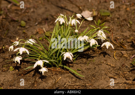Weiße Blüten des frühen Frühlings gemeine Schneeglöckchen-Milchblume (Galanthus nivalis) blüht im Gartenboden. Stockfoto