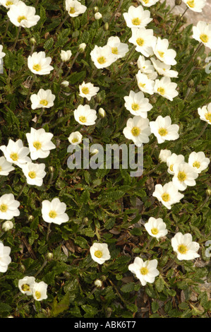 Weiße Bergsaxifrage Saxifragaceae Saxifraga paniculata blüht in einem dichten Cluster mit grünem Laub. Stockfoto