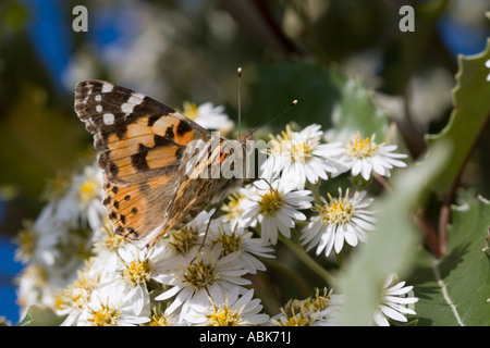 Distelfalter Schmetterling (Vanessa Cardui) auf Olearia Busch Stockfoto