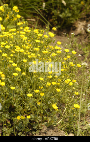 Rosengewächse Potentilla Crantzii Italien Stockfoto