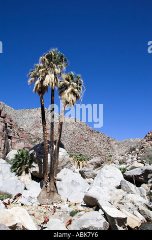 California Fan Palmen in einer rauen Umgebung, Palm Canyon, Anza-Borrego State Park, Kalifornien, USA Stockfoto