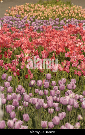 Leuchtende Reihe rosafarbener roter und gelber Tulpen Liliaceae Tulipa blüht auf einem Gartenfeld und zeigt eine farbenfrohe Blumenlandschaft im Frühling. Stockfoto
