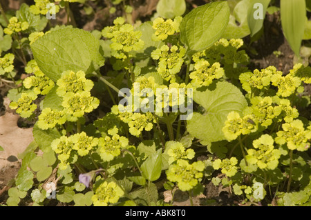 Nahaufnahme von gelben Blüten und grünem Laub von Chrysosplenium alternifolium, auch bekannt als altersblättrige Goldsaxifrage, in einer natürlichen Umgebung. Stockfoto