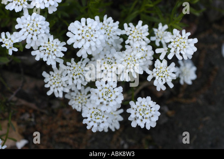 Nahaufnahme der weißen Blüten von CANDYTUFT Cruciferae Iberis sempervirens, einer mediterranen immergrünen Staude, die in einem Garten blüht. Stockfoto