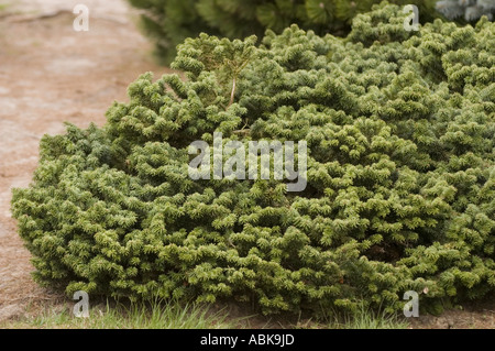 Pinaceae Pinus nigra Sycow, ein dichter, gedeckter immergrüner Zwergstrauch mit kurzen dunkelgrünen Nadeln in einem Garten. Stockfoto