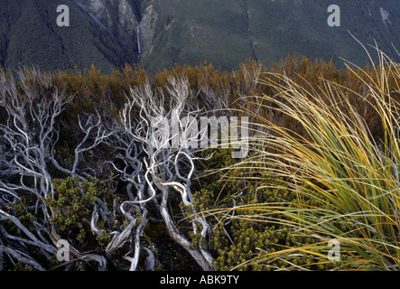 Alpine Hebe und Tussoc Rasen über Devils Punchbowl Falls Arthurs Pass Südinsel Neuseeland Stockfoto