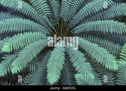 Baumfarn Wedel in Kew Gardens Stockfoto