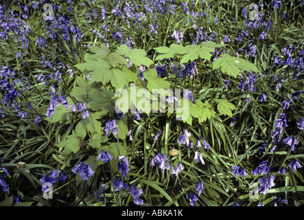 Bergahorn und Glockenblumen Teppich Wald Boden Waresley Holz Cambridgeshire England Stockfoto