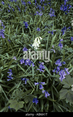 Weiße Glockenblume Hyacinthoides non Scripta umgeben von Glockenblumen Waresley Holz Cambridgeshire England Stockfoto