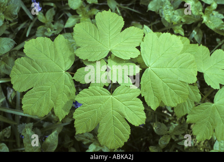 Bergahorn verlässt der junge Bäumchen Waldboden Waresley Holz Cambridgeshire England Stockfoto