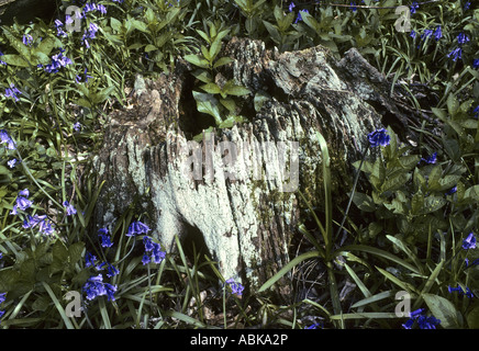 Glockenblumen Hyacinthoides non Scripta umgeben alte Baumstamm Waresley Holz Cambridgeshire England Stockfoto