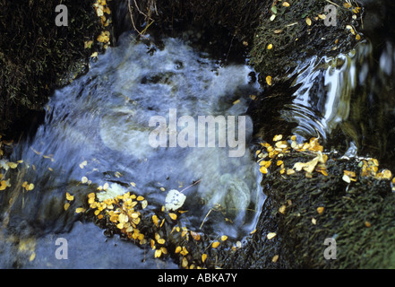 Sonnenlicht und Schatten im Fluss mit Blättern Routeburn Tal Mount Aspiring Nationalpark Neuseeland Stockfoto