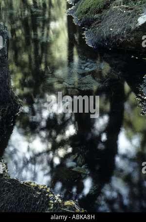 Sonnenlicht und Schatten in Bäumen Routeburn Valley Mount Aspiring National Park Neuseeland Stockfoto