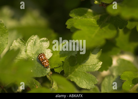 Creme vor Ort Marienkäfer (Calvia Quatuordecimguttata) Stockfoto
