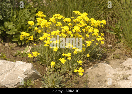 Rosengewächse Potentilla Crantzii Italien Stockfoto