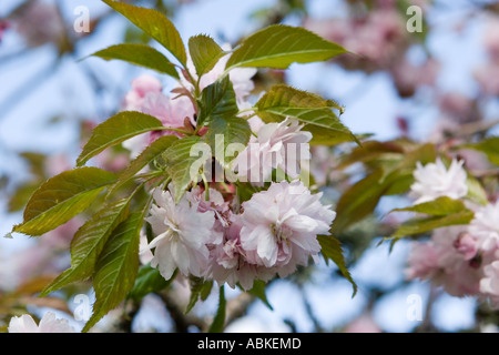 Cherry Blossom Blüte im Frühjahr in Schottland, Großbritannien Stockfoto