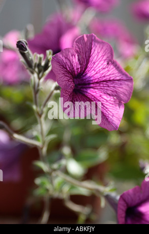 Ein einziges Blütenblatt violett Petunia, Hintergrundbeleuchtung durch Sonnenlicht Stockfoto