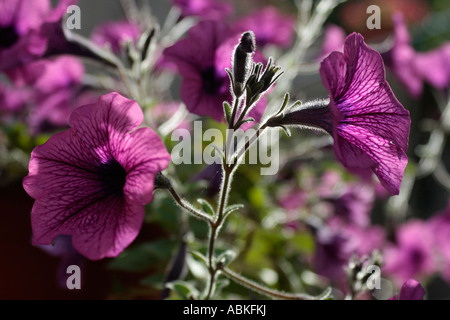 Violette Petunien Hintergrundbeleuchtung durch Sonnenlicht Stockfoto